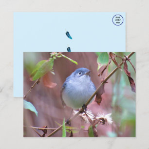 Blue-Grey Gnatcatcher Backyard Bird Postcard