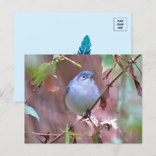 Blue-Grey Gnatcatcher Backyard Bird Postcard