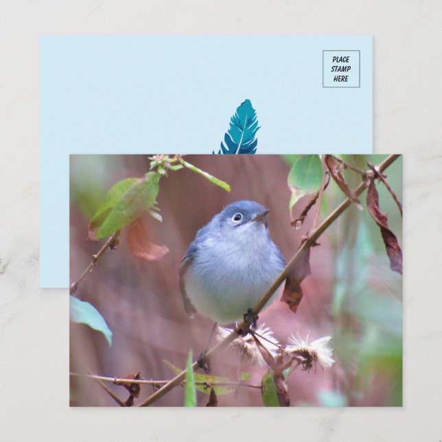Blue-Grey Gnatcatcher Backyard Bird Postcard (Front/Back)