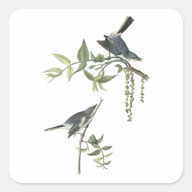 Blue-grey Gnatcatcher by Audubon Square Sticker (Front)