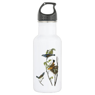 Blue Grosbeak by Audubon 532 Ml Water Bottle