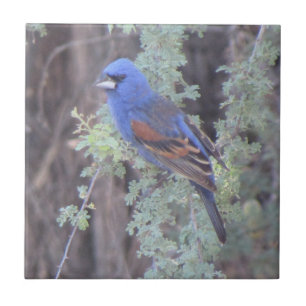 Blue Grosbeak Ceramic Tile