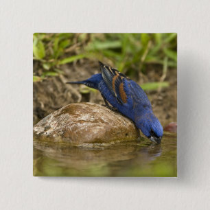 Blue Grosbeak drinking at backyard pond, 15 Cm Square Badge
