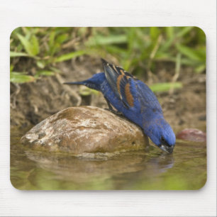 Blue Grosbeak drinking at backyard pond, Mouse Pad