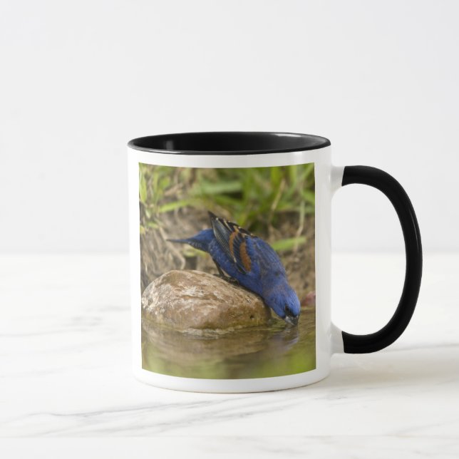 Blue Grosbeak drinking at backyard pond, Mug (Right)