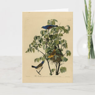 Blue Grosbeak from Audubon's Birds of America  Card