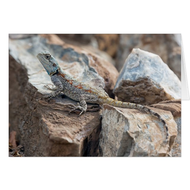 Blue headed Agama (Front Horizontal)