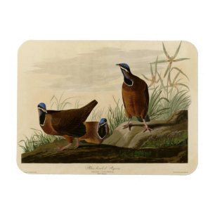 Blue-headed Pigeon from Audubon's Birds of America Magnet