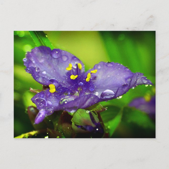 Blue heaven postcard (Front)