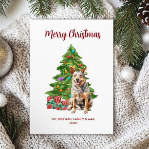 Blue Heeler Christmas Card
