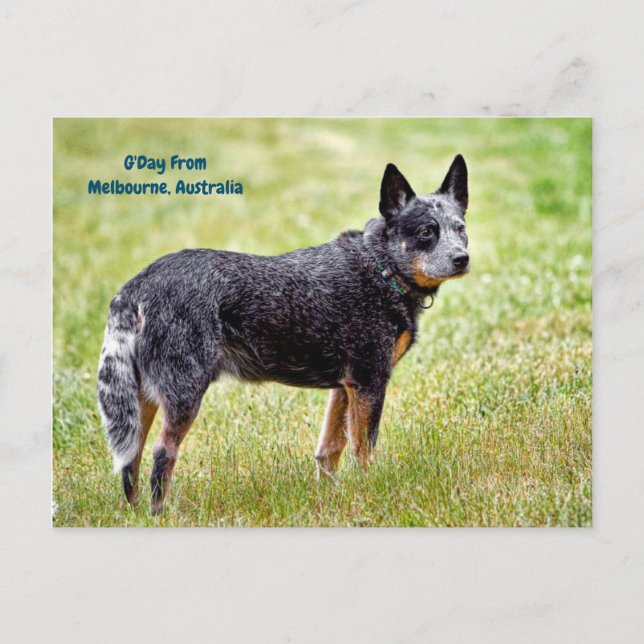 blue heeler dog postcard (Front)