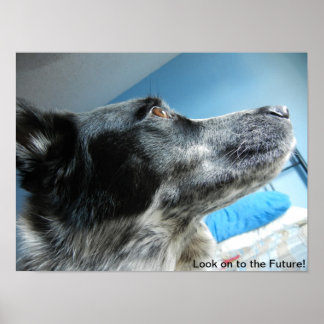 Blue Heeler Poster
