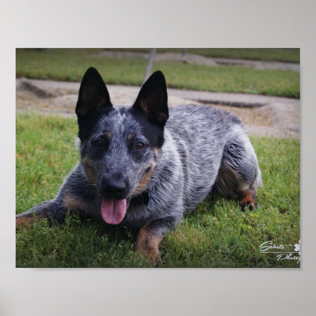 Blue Heeler print (Front)