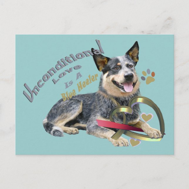 Blue Heeler Unconditional Love Postcard (Front)