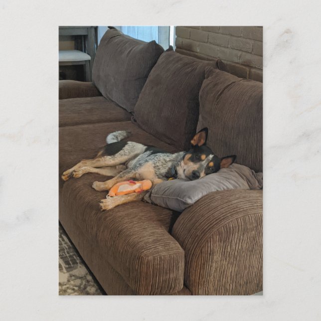 Blue Heeler Waiting for Dad to Come Home Postcard (Front)