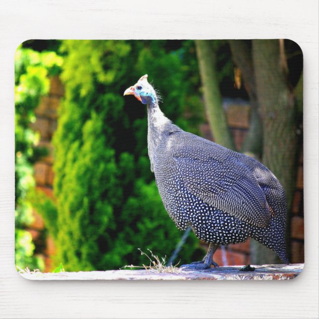 Blue Helmeted Guinea Fowl standing in the sun Mouse Pad (Front)