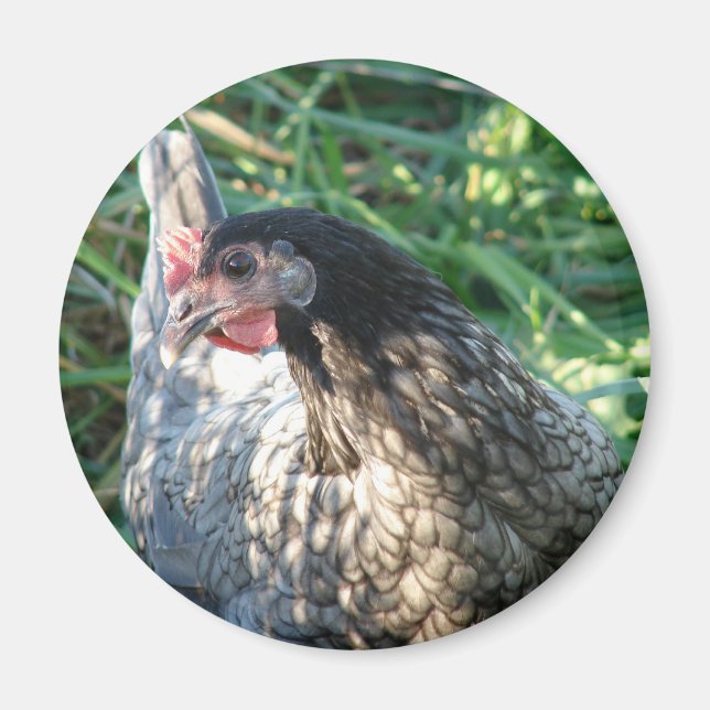 Blue Hen Magnet (Front)