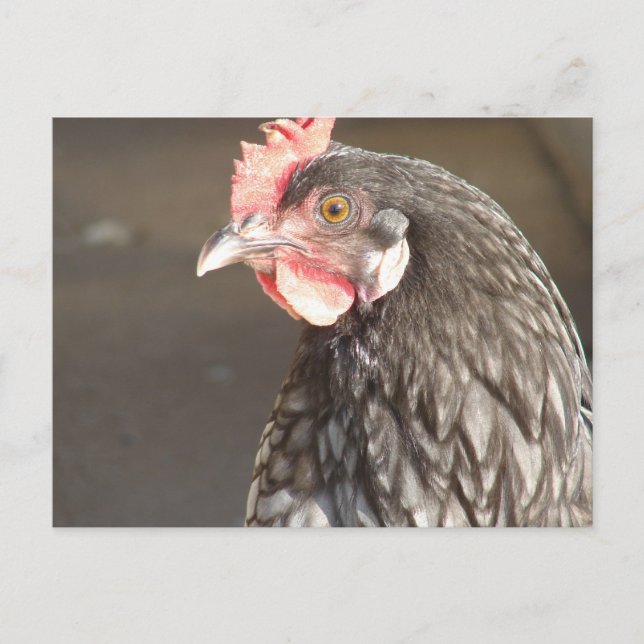 Blue Hen Postcard (Front)