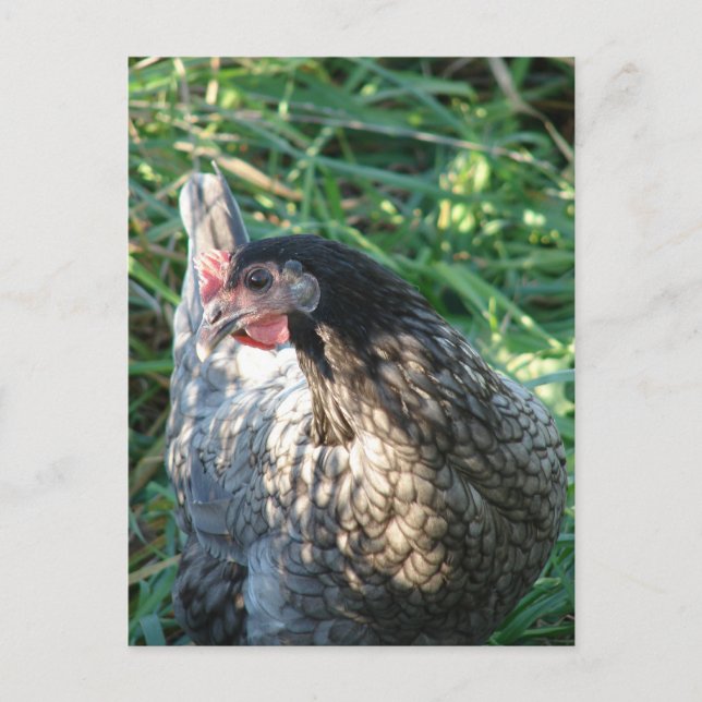 Blue Hen Postcard (Front)
