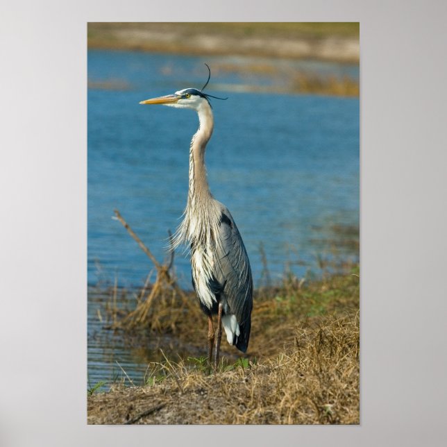 Blue Heron at Pond Print (Front)