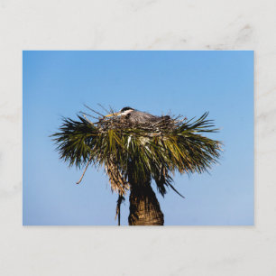 Blue Heron Bird Nest Tree Photograph Postcard