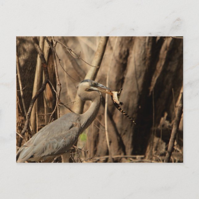 BLUE HERON EATING GATOR POSTCARD (Front)