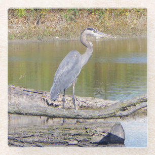 Blue Heron glass coaster