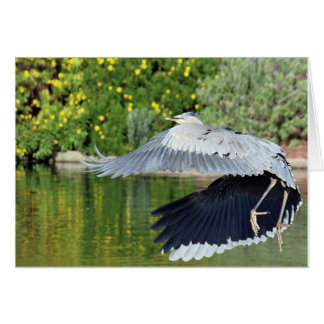 Blue heron in flght near The Villages waterfalls