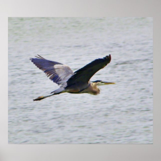 Blue Heron in flight print (Front)