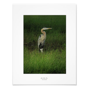 Blue Heron in Shaded Grass Photo Print