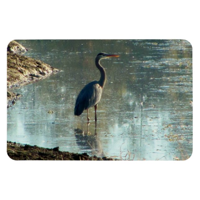Blue Heron in Wetland Magnet (Horizontal)