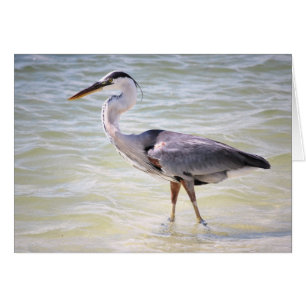 Blue Heron on Lovers Key