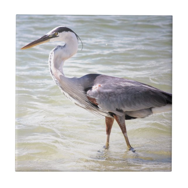Blue Heron on Lovers Key Ceramic Tile (Front)