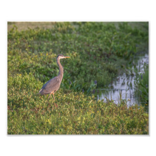 Blue Heron Photo Print