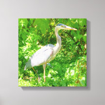 Blue heron, pond edge, pretty wild bird, nature