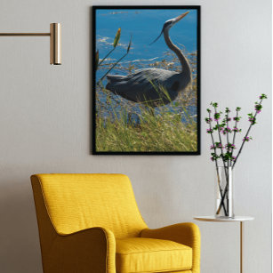 Blue Heron Posing Photograph Poster