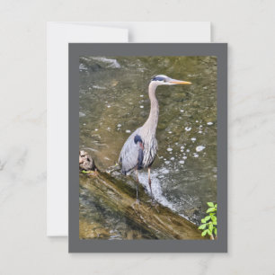 Blue heron postcard