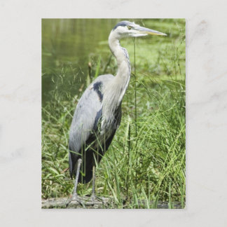 Blue Heron Postcard