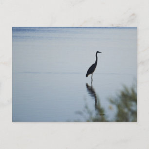 Blue Heron Postcard