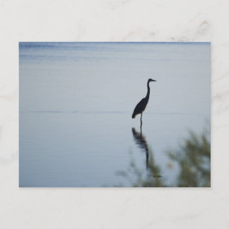 Blue Heron Postcard