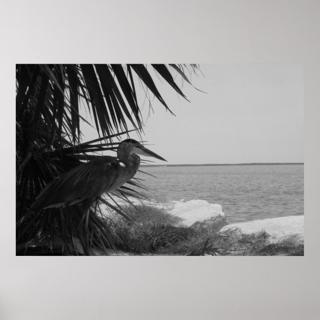 Blue Heron Poster (Front)