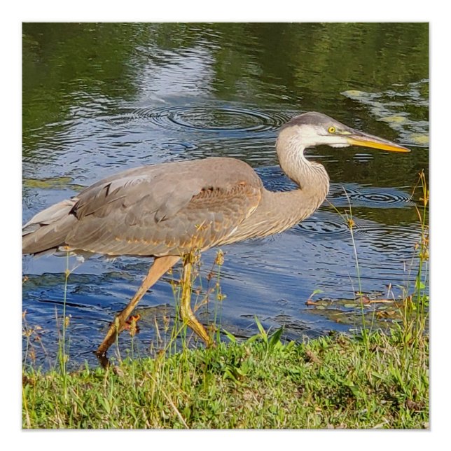 Blue heron poster (Front)