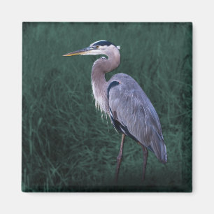 Blue Heron Standing in Grass Magnet