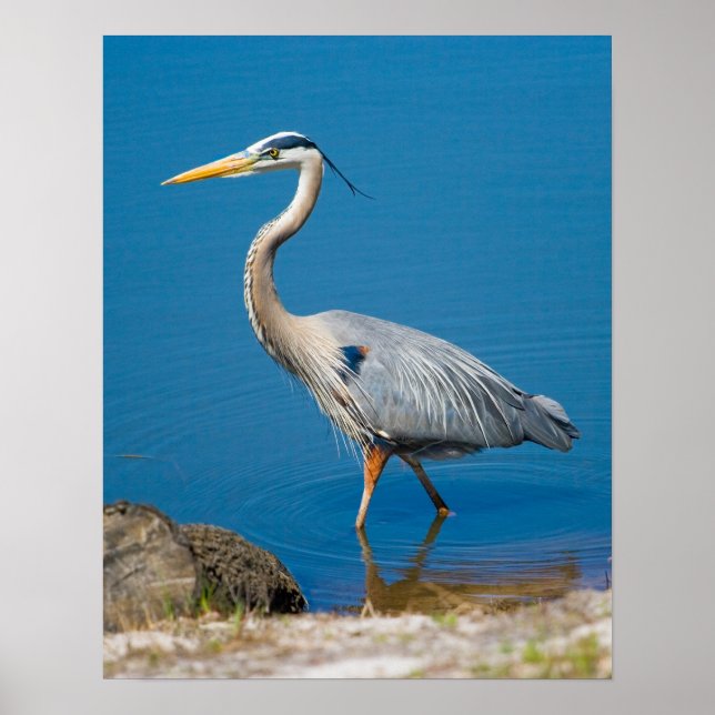 Blue Heron Wading Poster (Front)