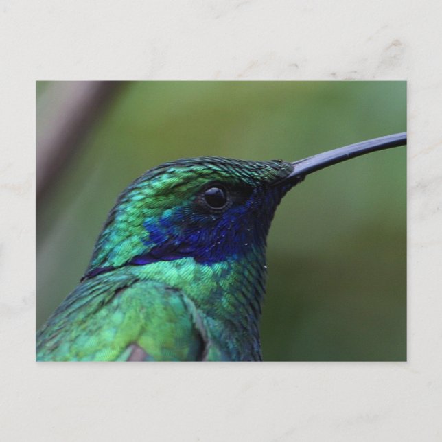 Blue Humming Bird Postcard (Front)