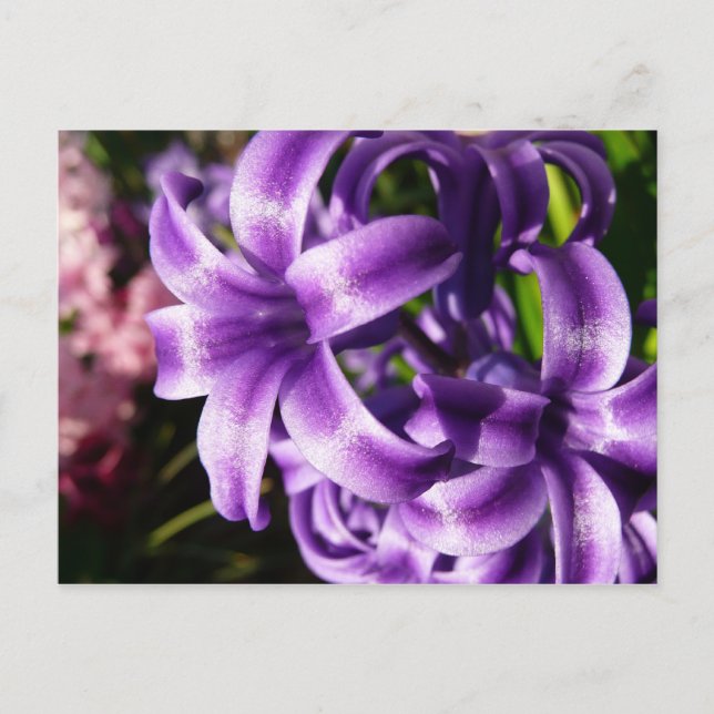 Blue Hyacinth I Spring Floral Postcard (Front)