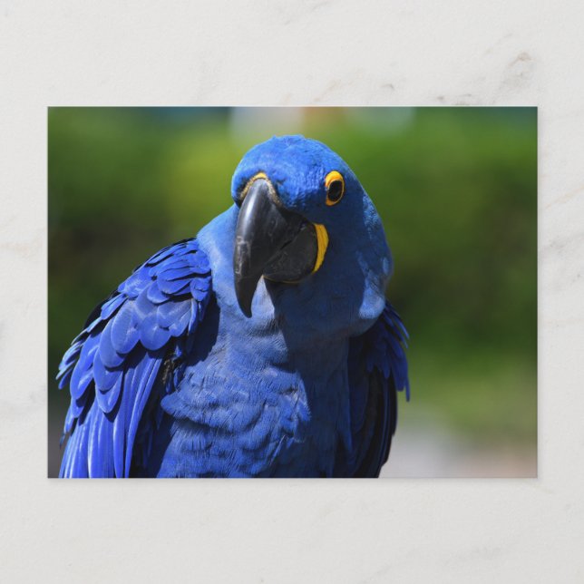 Blue Hyacinth Macaw Postcard (Front)