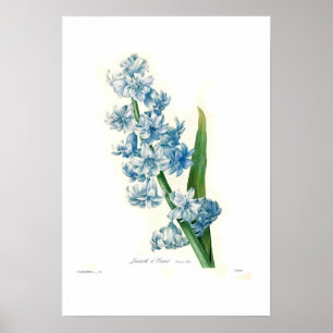 Blue Hyacinth Poster