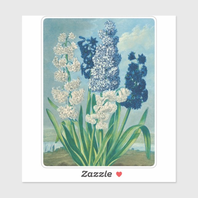 Blue Hyacinths Vintage Botanical Art  (Sheet)