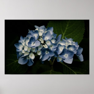 Blue Hydrangea 8514 Print